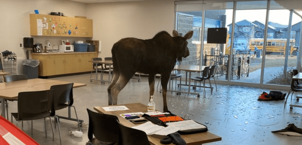 UN ALCE ENTRA IN UNA SCUOLA